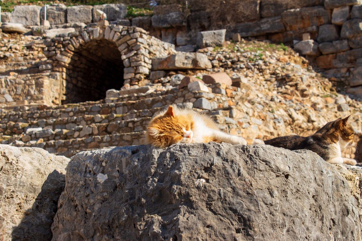 A fluffy ginger and white cat asleep on a large gray stone block at Ephesus, with a tabby cat beside it and old stone steps and a vaulted arch behind