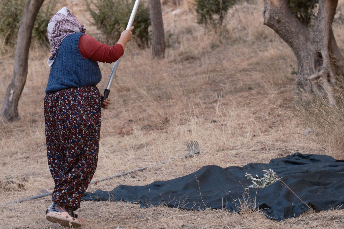 A woman in a headscarf and patterned trousers reaching into an olive tree with a long pole, a dark net spread on the dry grass beside her